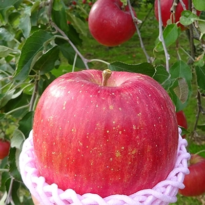 【青森県南部地方りんご】　サンふじ　大玉　約5kg | お礼品詳細 | ふるさと納税なら「さとふる」 